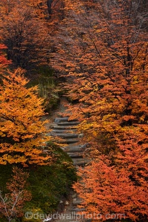 Argentina;Argentine-Patagonia;Argentine-Republic;autuminal;autumn;autumn-colour;autumn-colours;autumnal;beech;beech-tree;beech-trees;beeches;color;colors;colour;colours;deciduous;El-Chalten;fall;Glacier-National-Park;gold;golden;hiking-path;hiking-paths;hiking-trail;hiking-trails;Latin-America;leaf;leaves;lenga;lenga-beech;lengas;Los-Glaciares;Los-Glaciares-N.P.;Los-Glaciares-National-Park;Los-Glaciares-NP;national-park;national-parks;Northofagus;Northofagus-pumilio;NP;park;parks;Parque-Nacional-Los-Glaciares;Patagonia;Patagonian;path;paths;pathway;pathways;route;routes;Santa-Cruz-Province;season;seasonal;seasons;South-America;South-Argentina;Southern-Argentina;southern-beech;southern-beeches;Sth-America;track;tracks;trail;trails;tramping-trail;tramping-trails;tree;trees;UN-world-heritage-area;UN-world-heritage-site;UNESCO-World-Heritage-area;UNESCO-World-Heritage-Site;united-nations-world-heritage-area;united-nations-world-heritage-site;walking-path;walking-paths;walking-trail;walking-trails;walkway;walkways;world-heritage;world-heritage-area;world-heritage-areas;World-Heritage-Park;World-Heritage-site;World-Heritage-Sites;yellow