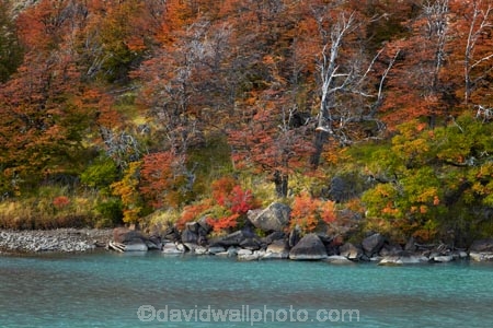 Argentina;Argentine-Patagonia;Argentine-Republic;autuminal;autumn;autumn-colour;autumn-colours;autumnal;beech;beech-tree;beech-trees;beeches;color;colors;colour;colours;deciduous;El-Chalten;fall;Glacier-National-Park;gold;golden;Las-Vuelltas-River;Latin-America;leaf;leaves;lenga;lenga-beech;lengas;Los-Glaciares;Los-Glaciares-N.P.;Los-Glaciares-National-Park;Los-Glaciares-NP;national-park;national-parks;Northofagus;Northofagus-pumilio;NP;park;parks;Parque-Nacional-Los-Glaciares;Patagonia;Patagonian;Rio-De-las-Vuelltas;river;rivers;Santa-Cruz-Province;season;seasonal;seasons;South-America;South-Argentina;Southern-Argentina;southern-beech;southern-beeches;Sth-America;tree;trees;UN-world-heritage-area;UN-world-heritage-site;UNESCO-World-Heritage-area;UNESCO-World-Heritage-Site;united-nations-world-heritage-area;united-nations-world-heritage-site;world-heritage;world-heritage-area;world-heritage-areas;World-Heritage-Park;World-Heritage-site;World-Heritage-Sites;yellow