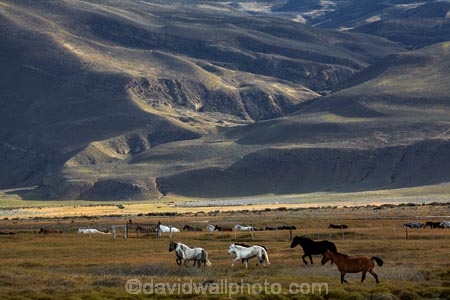 agricultural;agriculture;Argentina;Argentine-Patagonia;Argentine-Republic;country;countryside;El-Chalten;equestrian;farm;farming;farmland;farms;field;fields;horse;horses;Latin-America;meadow;meadows;paddock;paddocks;pasture;pastures;Patagonia;Patagonian;Patagonian-steppe;plain;plains;rural;Santa-Cruz-Province;South-America;South-Argentina;Southern-Argentina;Sth-America;wild-horse;wild-horses