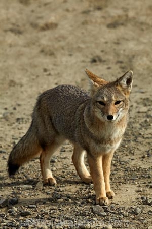 Argentina;Argentine-Patagonia;Argentine-Republic;Argentinian-gray-fox;Argentinian-gray-foxes;chilla;chillas;gray-zorro;gray-zorros;Latin-America;Lycalopex;Lycalopex-griseus;National-Route-40;Patagonia;Patagonian;Patagonian-fox;Patagonian-foxes;Route-40;Route-Forty;Ruta-40;Ruta-Nacional-40;Santa-Cruz-Province;South-America;South-American-gray-fox;South-American-gray-foxes;South-Argentina;Southern-Argentina;Sth-America