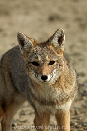 Argentina;Argentine-Patagonia;Argentine-Republic;Argentinian-gray-fox;Argentinian-gray-foxes;chilla;chillas;gray-zorro;gray-zorros;Latin-America;Lycalopex;Lycalopex-griseus;National-Route-40;Patagonia;Patagonian;Patagonian-fox;Patagonian-foxes;Route-40;Route-Forty;Ruta-40;Ruta-Nacional-40;Santa-Cruz-Province;South-America;South-American-gray-fox;South-American-gray-foxes;South-Argentina;Southern-Argentina;Sth-America