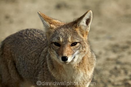 Argentina;Argentine-Patagonia;Argentine-Republic;Argentinian-gray-fox;Argentinian-gray-foxes;chilla;chillas;gray-zorro;gray-zorros;Latin-America;Lycalopex;Lycalopex-griseus;National-Route-40;Patagonia;Patagonian;Patagonian-fox;Patagonian-foxes;Route-40;Route-Forty;Ruta-40;Ruta-Nacional-40;Santa-Cruz-Province;South-America;South-American-gray-fox;South-American-gray-foxes;South-Argentina;Southern-Argentina;Sth-America
