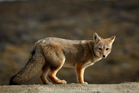 Argentina;Argentine-Patagonia;Argentine-Republic;Argentinian-gray-fox;Argentinian-gray-foxes;chilla;chillas;gray-zorro;gray-zorros;Latin-America;Lycalopex;Lycalopex-griseus;National-Route-40;Patagonia;Patagonian;Patagonian-fox;Patagonian-foxes;Route-40;Route-Forty;Ruta-40;Ruta-Nacional-40;Santa-Cruz-Province;South-America;South-American-gray-fox;South-American-gray-foxes;South-Argentina;Southern-Argentina;Sth-America