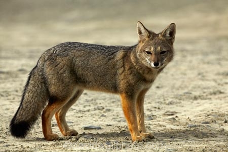 Argentina;Argentine-Patagonia;Argentine-Republic;Argentinian-gray-fox;Argentinian-gray-foxes;chilla;chillas;gray-zorro;gray-zorros;Latin-America;Lycalopex;Lycalopex-griseus;National-Route-40;Patagonia;Patagonian;Patagonian-fox;Patagonian-foxes;Route-40;Route-Forty;Ruta-40;Ruta-Nacional-40;Santa-Cruz-Province;South-America;South-American-gray-fox;South-American-gray-foxes;South-Argentina;Southern-Argentina;Sth-America