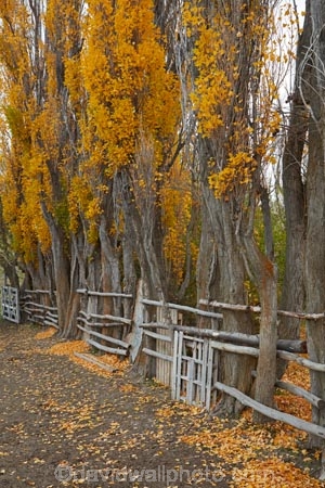 Argentina;Argentine-Patagonia;Argentine-Republic;autuminal;autumn;autumn-colour;autumn-colours;autumnal;color;colors;colour;colours;deciduous;fall;farmyard;farmyards;gold;golden;Latin-America;leaf;leaves;National-Route-40;Patagonia;Patagonian;poplar;poplar-tree;poplar-trees;poplars;Route-40;Route-Forty;Ruta-40;Ruta-Nacional-40;Santa-Cruz-Province;season;seasonal;seasons;South-America;South-Argentina;Southern-Argentina;Sth-America;stockyard;stockyards;travel;tree;trees;yellow