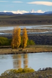 Argentina;Argentine-Patagonia;Argentine-Republic;autuminal;autumn;autumn-colour;autumn-colours;autumnal;color;colors;colour;colours;deciduous;fall;gold;golden;La-Leona-River;Latin-America;leaf;leaves;National-Route-40;Patagonia;Patagonian;poplar;poplar-tree;poplar-trees;poplars;Rio-La-Leona;Route-40;Route-Forty;Ruta-40;Ruta-Nacional-40;Santa-Cruz-Province;season;seasonal;seasons;South-America;South-Argentina;Southern-Argentina;Sth-America;travel;tree;trees;yellow