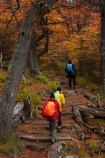 Argentina;Argentine-Patagonia;Argentine-Republic;autuminal;autumn;autumn-colour;autumn-colours;autumnal;beech;beech-tree;beech-trees;beeches;color;colors;colour;colours;deciduous;El-Chalten;fall;Glacier-National-Park;gold;golden;hiker;hikers;hiking;hiking-path;hiking-paths;hiking-trail;hiking-trails;Latin-America;leaf;leaves;lenga;lenga-beech;lengas;Los-Glaciares;Los-Glaciares-N.P.;Los-Glaciares-National-Park;Los-Glaciares-NP;M.R.;model-release;model-released;MR;national-park;national-parks;Northofagus;Northofagus-pumilio;NP;park;parks;Parque-Nacional-Los-Glaciares;Patagonia;Patagonian;path;paths;pathway;pathways;people;person;route;routes;Santa-Cruz-Province;season;seasonal;seasons;South-America;South-Argentina;Southern-Argentina;southern-beech;southern-beeches;Sth-America;track;tracks;trail;trails;tramper;trampers;tramping;tramping-trail;tramping-trails;tree;trees;trekker;trekkers;trekking;UN-world-heritage-area;UN-world-heritage-site;UNESCO-World-Heritage-area;UNESCO-World-Heritage-Site;united-nations-world-heritage-area;united-nations-world-heritage-site;walker;walkers;walking;walking-path;walking-paths;walking-trail;walking-trails;walkway;walkways;world-heritage;world-heritage-area;world-heritage-areas;World-Heritage-Park;World-Heritage-site;World-Heritage-Sites;yellow