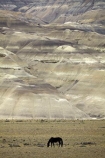 Argentina;Argentine-Patagonia;Argentine-Republic;barren;dry;El-Calafate;El-Chalten;El-Chalten-_-El-Calafate-Road;equestrian;Eroded-hills;erosion;horse;horses;Latin-America;National-Route-40;Patagonia;Patagonian;Patagonian-steppe;Route-40;Route-Forty;Ruta-40;Ruta-Nacional-40;Santa-Cruz-Province;South-America;South-Argentina;Southern-Argentina;Sth-America;wild-horse;wild-horses;geology;unusual-formation