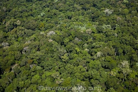 aerial;aerial-image;aerial-images;aerial-photo;aerial-photograph;aerial-photographs;aerial-photography;aerial-photos;aerial-view;aerial-views;aerials;Brasil;Brazil;Cataratas-del-IguazÃº;environment;forest;forests;green;Iguacu-Falls;Iguassu-Falls;Iguazu-Falls;IguazÃº-Falls;IguaÃ§u-Falls;Latin-America;lush;national-park;national-parks;Parana-State;ParanÃ¡;ParanÃ¡-State;rain-forest;rain-forests;rain_forest;rain_forests;rainforest;rainforests;South-America;Sth-America;The-Iguazu-Falls;tree;trees