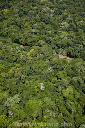 aerial;aerial-image;aerial-images;aerial-photo;aerial-photograph;aerial-photographs;aerial-photography;aerial-photos;aerial-view;aerial-views;aerials;Brasil;Brazil;Cataratas-del-IguazÃº;environment;forest;forests;green;Iguacu-Falls;Iguassu-Falls;Iguazu-Falls;IguazÃº-Falls;IguaÃ§u-Falls;Latin-America;lush;national-park;national-parks;Parana-State;ParanÃ¡;ParanÃ¡-State;rain-forest;rain-forests;rain_forest;rain_forests;rainforest;rainforests;South-America;Sth-America;The-Iguazu-Falls;tree;trees
