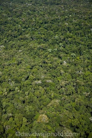 aerial;aerial-image;aerial-images;aerial-photo;aerial-photograph;aerial-photographs;aerial-photography;aerial-photos;aerial-view;aerial-views;aerials;Brasil;Brazil;Cataratas-del-IguazÃº;environment;forest;forests;green;Iguacu-Falls;Iguassu-Falls;Iguazu-Falls;IguazÃº-Falls;IguaÃ§u-Falls;Latin-America;lush;national-park;national-parks;Parana-State;ParanÃ¡;ParanÃ¡-State;rain-forest;rain-forests;rain_forest;rain_forests;rainforest;rainforests;South-America;Sth-America;The-Iguazu-Falls;tree;trees