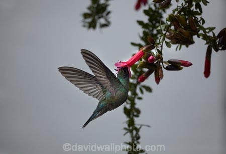 bird;birds;Cusco;Cuzco;Hummingbird;Hummingbirds;Latin-America;Peru;Republic-of-Peru;South-America;Sth-America