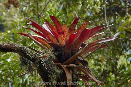 Camino-Inca;Camino-Inka;Cusco-Region;epiphyte;epiphytes;Inca-Trail;Latin-America;Machupicchu-District;Peru;plant;Republic-of-Peru;Sacred-Valley;Sacred-Valley-of-the-Incas;South-America;Sth-America;Urubamba-Province