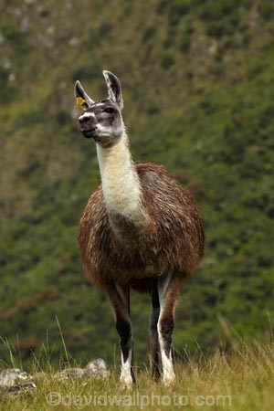 anamal;camelid;camelids;Camino-Inca;Camino-Inka;Cusco-Region;domestic-stock;Inca-Trail;Lama;Lama-Glama;lamoids;Latin-America;Llama;Llamas;Machu-Picchu;Machu-Pichu;Machupicchu-District;Peru;Republic-of-Peru;Sacred-Valley;Sacred-Valley-of-the-Incas;South-America;Sth-America;stock;UN-world-heritage-area;UN-world-heritage-site;UNESCO-World-Heritage-area;UNESCO-World-Heritage-Site;united-nations-world-heritage-area;united-nations-world-heritage-site;Urubamba-Province;world-heritage;world-heritage-area;world-heritage-areas;World-Heritage-Park;World-Heritage-site;World-Heritage-Sites