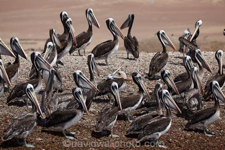 animal;animals;avian;Ballestas-Islands;Ballestas-Islands-Tour;bird;bird-spotting;bird-watching;bird_watching;birds;coast;coastal;coastline;coastlines;eco-tourism;eco_tourism;ecotourism;Fauna;Ica-Region;Islas-Ballestas;Latin-America;Natural;Nature;Ornithology;Paracas;Paracas-Disctrict;Paracas-National-Reserve;Paracas-Peninsula;Pelecanus-thagus;pelican;pelicans;Peru;Peruvian-pelican;Peruvian-pelicans;Pisco-Bay;Pisco-Province;Republic-of-Peru;reserve;reserves;South-America;South-American-wildlife;Sth-America;wild;wildlife