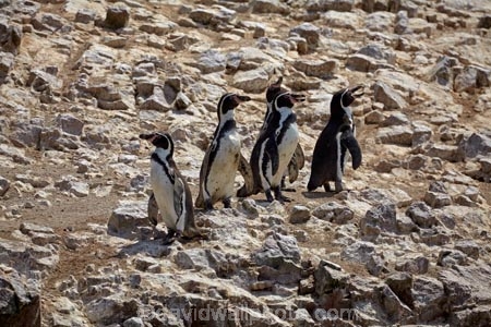 animal;animals;Ballestas;Ballestas-Is;Ballestas-Islands;Ballestas-Islands-archipelago;Ballestas-Islands-National-Reserve;Ballestas-Islands-Tour;bird;birds;Chilean-Penguin;Chilean-Penguins;Humbolt-Penguin;Humbolt-Penguins;Ica-Region;Islas-Ballestas;Latin-America;marine-bird;marine-birds;Paracas-Disctrict;patranca;patrancas;penguin;penguins;Peru;Peruvian-Penguin;Peruvian-Penguins;Pisco-Province;Republic-of-Peru;Reserva-National-Islas-Ballestas;reserves;South-America;South-American-wildlife;Spheniscus-humbolti;Sth-America;wildlife;wildlife-reserve