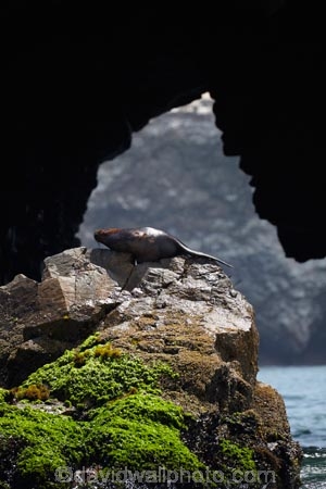 animal;animals;Ballestas;Ballestas-Is;Ballestas-Islands;Ballestas-Islands-archipelago;Ballestas-Islands-National-Reserve;Ballestas-Islands-Tour;cave;caves;coast;coastal;coastline;coastlines;coasts;fur-seal;fur-seals;Ica-Region;Isla-Pedra-Redonda;Islas-Ballestas;Latin-America;natural-arch;natural-arches;ocean;oceans;Otaria-byronia;Otaria-flavescens;Otariidae;Pacific-Ocean;Paracas-Disctrict;Patagonian-sea-lion;Patagonian-sea-lions;Peru;Piedra-Dondra-Island;Pisco-Province;Republic-of-Peru;Reserva-National-Islas-Ballestas;reserves;rock-arch;rock-arches;rock-formation;rock-formations;sea;sea-arch;sea-arches;sea-cave;sea-caves;sea-lion;sea-lions;seal;seals;seas;shore;shoreline;shorelines;shores;South-America;South-American-sea-lion;South-American-sea-lions;South-American-wildlife;southern-sea-lion;southern-sea-lions;Sth-America;water;wildlife;wildlife-reserve