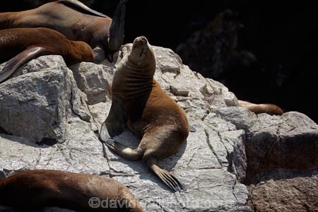 animal;animals;Ballestas;Ballestas-Is;Ballestas-Islands;Ballestas-Islands-archipelago;Ballestas-Islands-National-Reserve;Ballestas-Islands-Tour;coast;coastal;coasts;fur-seal;fur-seals;Ica-Region;Isla-Pedra-Redonda;Islas-Ballestas;Latin-America;Otaria-byronia;Otaria-flavescens;Otariidae;Paracas-Disctrict;Patagonian-sea-lion;Patagonian-sea-lions;Peru;Piedra-Dondra-Island;Pisco-Province;Republic-of-Peru;Reserva-National-Islas-Ballestas;reserves;sea-lion;sea-lions;seal;seals;South-America;South-American-sea-lion;South-American-sea-lions;South-American-wildlife;southern-sea-lion;southern-sea-lions;Sth-America;wildlife;wildlife-reserve