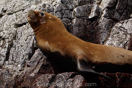 animal;animals;Ballestas;Ballestas-Is;Ballestas-Islands;Ballestas-Islands-archipelago;Ballestas-Islands-National-Reserve;Ballestas-Islands-Tour;coast;coastal;coasts;fur-seal;fur-seals;Ica-Region;Isla-Pedra-Redonda;Islas-Ballestas;Latin-America;Otaria-byronia;Otaria-flavescens;Otariidae;Paracas-Disctrict;Patagonian-sea-lion;Patagonian-sea-lions;Peru;Piedra-Dondra-Island;Pisco-Province;Republic-of-Peru;Reserva-National-Islas-Ballestas;reserves;sea-lion;sea-lions;seal;seals;South-America;South-American-sea-lion;South-American-sea-lions;South-American-wildlife;southern-sea-lion;southern-sea-lions;Sth-America;wildlife;wildlife-reserve