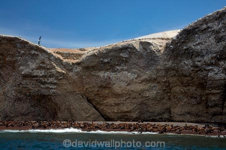 animal;animals;Ballestas;Ballestas-Is;Ballestas-Islands;Ballestas-Islands-archipelago;Ballestas-Islands-National-Reserve;Ballestas-Islands-Tour;coast;coastal;coastline;coastlines;coasts;colonies;colony;fur-seal;fur-seals;Ica-Region;Isla-Pedra-Redonda;Islas-Ballestas;Latin-America;ocean;oceans;Otaria-byronia;Otaria-flavescens;Otariidae;Pacific-Ocean;Paracas-Disctrict;Patagonian-sea-lion;Patagonian-sea-lions;Peru;Piedra-Dondra-Island;Pisco-Province;Republic-of-Peru;Reserva-National-Islas-Ballestas;reserves;sea;sea-lion;sea-lion-colony;sea-lions;seal;seals;seas;shore;shoreline;shorelines;shores;South-America;South-American-sea-lion;South-American-sea-lions;South-American-wildlife;southern-sea-lion;southern-sea-lions;Sth-America;water;wildlife;wildlife-reserve