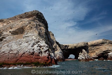 animal;animals;Ballestas;Ballestas-Is;Ballestas-Islands;Ballestas-Islands-archipelago;Ballestas-Islands-National-Reserve;Ballestas-Islands-Tour;cave;caves;coast;coastal;coastline;coastlines;coasts;Ica-Region;Islas-Ballestas;Latin-America;natural-arch;natural-arches;ocean;oceans;Pacific-Ocean;Paracas-Disctrict;Peru;Pisco-Province;Republic-of-Peru;Reserva-National-Islas-Ballestas;reserves;rock-arch;rock-arches;rock-formation;rock-formations;sea;sea-arch;sea-arches;sea-cave;sea-caves;seas;shore;shoreline;shorelines;shores;South-America;South-American-wildlife;Sth-America;water;wildlife;wildlife-reserve