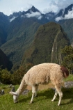 anamal;camelid;camelids;Camino-Inca;Camino-Inka;Cusco-Region;domestic-stock;Inca-Trail;Lama;Lama-Glama;lamoids;Latin-America;Llama;Llamas;Machu-Picchu;Machu-Pichu;Machupicchu-District;Peru;Republic-of-Peru;Sacred-Valley;Sacred-Valley-of-the-Incas;South-America;Sth-America;stock;tourism;travel;UN-world-heritage-area;UN-world-heritage-site;UNESCO-World-Heritage-area;UNESCO-World-Heritage-Site;united-nations-world-heritage-area;united-nations-world-heritage-site;Urubamba-Province;world-heritage;world-heritage-area;world-heritage-areas;World-Heritage-Park;World-Heritage-site;World-Heritage-Sites