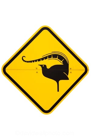 australasia;australia;australian;lyrebird;lyrebird;bird-Warning-Sign;nature;Road;road-sign;road-signs;road_sign;road_signs;roads;roadsign;roadsigns;sign;signs;symbol;symbols;tranportation;transport;travel;warn;warning;wildlife;yellow-black;cutout