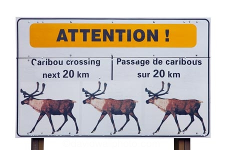 Canada;Caribou;warning;sign;road;wildlife;yellow;yellow-signs;cutout;cut;out;attention