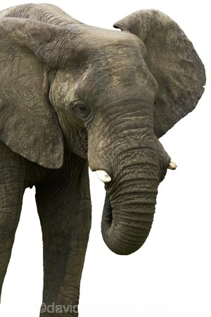 Africa;African;bush;elephant;animal;Loxodonta-africana;mammal;pachyderm;Southern-Africa;wildlife;cutout;cut;out