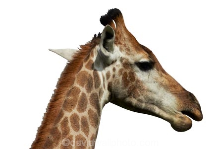Africa;African;animal;Giraffa-camelopardalis;Giraffa-camelopardalis-giraffa;giraffe;mammal;Southern-Africa;wildlife;cutout;cut;out