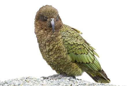 alpine;parrot;Animal;bird;cheeky;indigenous;kea;native;wildlife;nestor;notabilis;new-zealand;parrot;cutout;cut;out