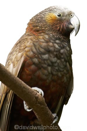 Animal;bird;Kaka;native;parrot;Nestor-meridionalis;New-Zealand;wildlife;cutout;cut;out