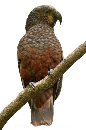 Animal;bird;Kaka;native;parrot;Nestor-meridionalis;New-Zealand;wildlife;cutout;cut;out