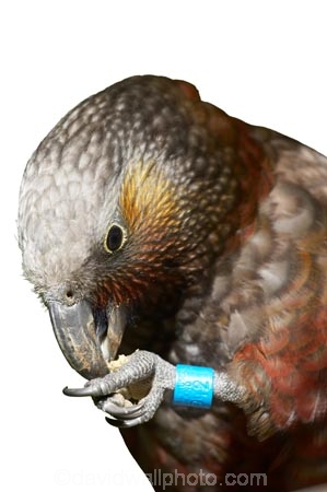 Animal;bird;Kaka;native;parrot;Nestor-meridionalis;New-Zealand;wildlife;cutout;cut;out;indentification;band;blue;eating;food