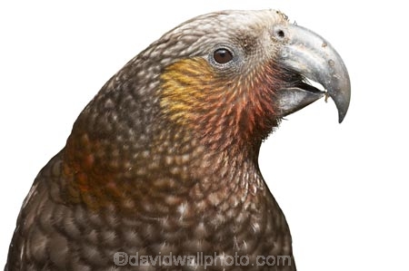 Animal;bird;Kaka;native;parrot;Nestor-meridionalis;New-Zealand;wildlife;cutout;cut;out;closeup;close-up