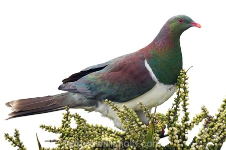 bird;Cabbage-Tree;Cordyline-australis;endangered;Hemiphaga-novaseelandiae;Kereru;native;New-Zealand;pigeon;protected;seed;tree;Wood-Pigeon;cutout;cut;out