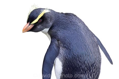 Eudyptes-pachyrhynchus;Fiordland-Crested-Penguin;Fiordland;Crested;Penguin;indigenous;native;New-Zealand;NZ;wildlife;cutout;cut;out