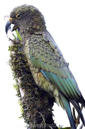 alpine;parrot;animal;bird;cheeky;indigenous;juvenile;Kea;native;nestor-notabilis;New-Zealand;parrot;wildlife;cutout;cut;out