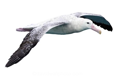 animal;aquatic;bird;Diomedea;Diomedea-gibsoni;Gibsons-Albatross;Albatross;marine;new-zealand;Wandering;wildlife;cutout;cut;out;flying;large;wingspan