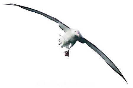 animal;aquatic;bird;Diomedea;Diomedea-gibsoni;Gibsons;Albatross;Gibsons;marine;new-zealand;Wandering;wildlife;cutout;cut;out
