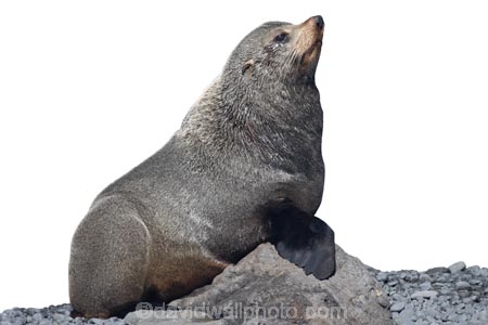 arctocephalus;Arctocephalus-forsteri;forsteri;fur;Seal;new-zealand;wildlide;cutout;cut;out;rocks
