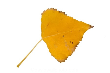 autumn;colour;fall;leaf;New-Zealand;NZ;poplar;season;seasonal;cutout;cut;out