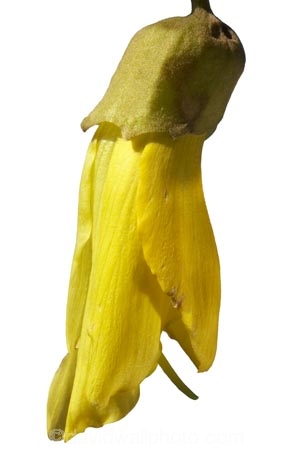 flower;icon;Kowhai;native;plant;new-zealand;NZ;season;seasonal;Sophora-sp.;spring;yellow;cutout;cut;out