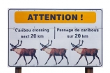 Canada;Caribou;warning;sign;road;wildlife;yellow;yellow-signs;cutout;cut;out;attention