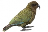 alpine;parrot;animal;bird;cheeky;indigenous;juvenile;Kea;native;nestor-notabilis;New-Zealand;parrot;wildlife;cutout;cut;out