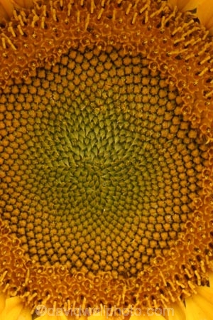 Agriculture;Beautiful;Beauty;Biology;Botany;Bright;Close-up;Close_up;Closeup;Close-ups;Close_ups;Closeups;Color;Colour;Country;Crop;Crops;Day;Daytime;Detail;Details;Farm;Farming;field;fields;Flower;Flowers;Golden;Grow;Growing;Growth;Harvest;Harvested;Harvesting;Natural;Nature;Outdoor;Outdoors;Outside;pattern;patterns;Petal;Petals;Plant;Plants;Seeds;seed;Summer;Sunflower;Sunflowers;Sunny;Symbol;Symbols;Texture;Textures;yellow;colours;colors;circle;circles
