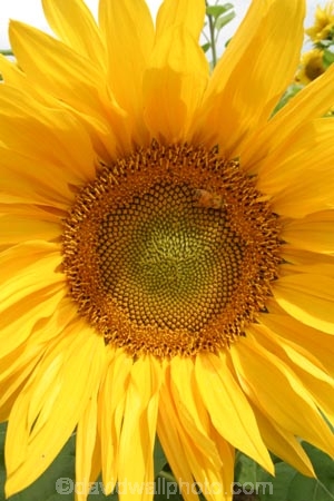 Agriculture;Beautiful;Beauty;Biology;Botany;Bright;Close-up;Close_up;Closeup;Close-ups;Close_ups;Closeups;Color;Colour;Country;Crop;Crops;Day;Daytime;Detail;Details;Farm;Farming;field;fields;Flower;Flowers;Golden;Grow;Growing;Growth;Harvest;Harvested;Harvesting;Natural;Nature;Outdoor;Outdoors;Outside;Petal;Petals;Plant;Plants;Seeds;seed;Summer;Sunflower;Sunflowers;Sunny;Symbol;Symbols;Texture;Textures;yellow;colours;colors;bee;bees;polinate;polination;pollinate;pollination;honeybee;honeybees;polin;pollin;polinator;pollinator;circle