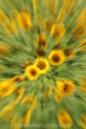 Agriculture;Beautiful;Beauty;Biology;Botany;Bright;Close-up;Close_up;Closeup;Close-ups;Close_ups;Closeups;Color;Colour;Country;Crop;Crops;Day;Daytime;Detail;Details;Farm;Farming;field;fields;Flower;Flowers;Golden;Grow;Growing;Growth;Harvest;Harvested;Harvesting;Natural;Nature;Outdoor;Outdoors;Outside;Petal;Petals;Plant;Plants;Seeds;seed;Summer;Sunflower;Sunflowers;Sunny;Symbol;Symbols;Texture;Textures;yellow;colours;colors;zoom;zoomed;zooming;movement;move;blur;speed;blurry;blurred;green
