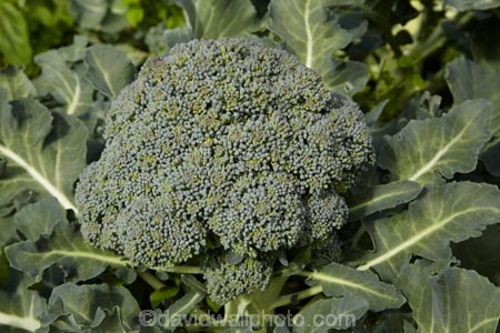 brassica;Brassica-oleracea;brassicas;Broccoli;broccolo;cabbage-family;Dunedin;flower-head;food;garden;gardens;green;greens;grow;growing;health-food;healthy-food;N.Z.;New-Zealand;NZ;Otago;plant;plants;S.I.;SI;South-Is;South-Island;Sth-Is;vege;veges;vegetable;vegetable-garden;vegetable-gardens;vegetables