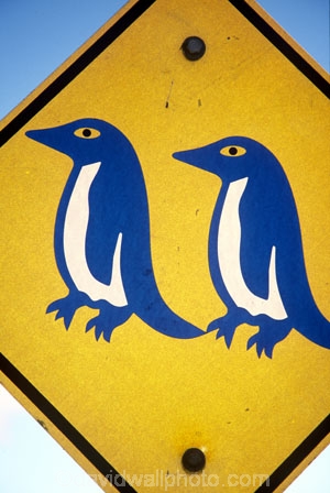blue;color;colors;colour;colours;emblem;icon;icons;Kiwi-icon;Kiwi-icons;kiwiana;little-blue;logo;new-zealand;penguin;penguins;road-sign;symbol;symbols;transport;wildlife;yellow